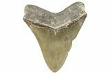 Serrated, Fossil Megalodon Tooth - North Carolina #272396-1